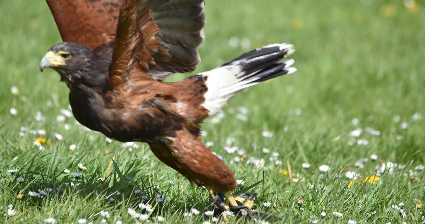 @stacerunner Wings of Wales
